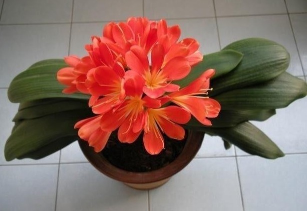 根系|君子兰黄叶、烂根、叶片歪斜、不开花等常见问题，该怎样办