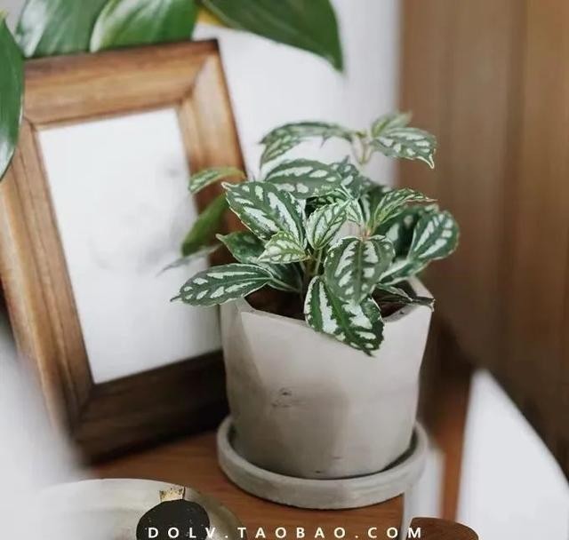 清新|冬天在家养几盆冷水花,清新又文雅,耐阴又好养!