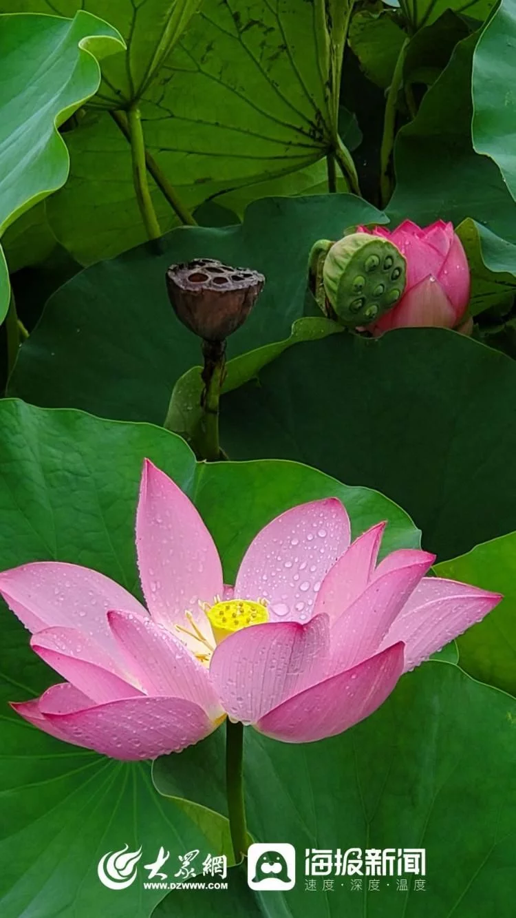 天下风物——《秋天的童话｜雨中赏荷邂逅别样诗意》风光题照