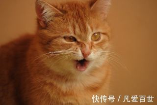 |搞笑动图:我要跟电视里的猫一起玩,跑哪去了呢?