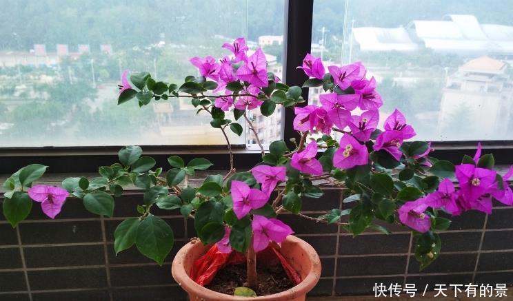 养护|涨知识!邻居奶奶养三角梅,全靠抓住这3点