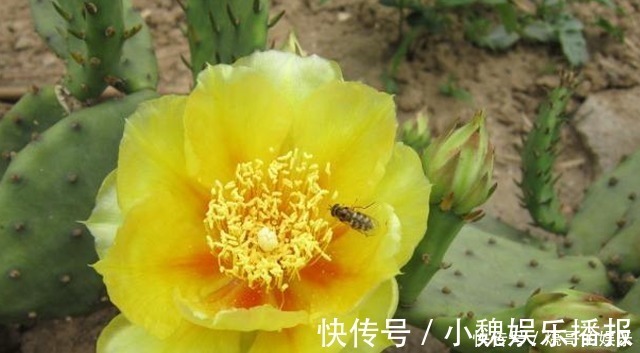 果籽|它经常被人误认成,却不知是珍贵植物,你要是遇到,请好好爱护它