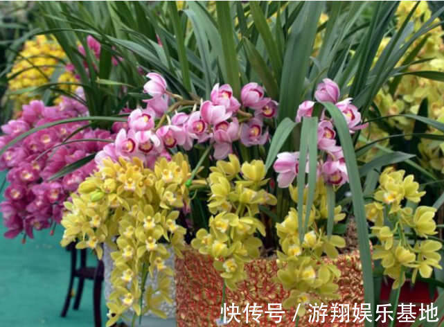 爆盆|此花一养就喜欢上它,好养漂亮,开花就爆盆,香味十足,女生必选