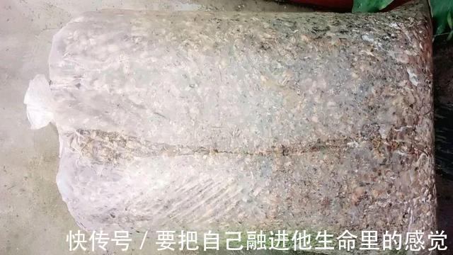 秋天养兰花,给它喂上2种“出芽肥”,新芽嗖嗖冒、花开更加旺盛