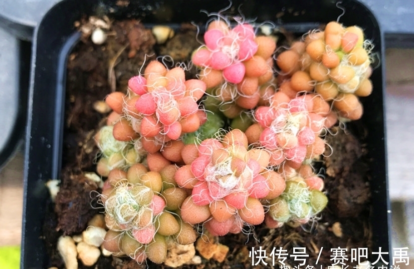 多肉茶笠是个小可爱,不但毛茸茸的,而且养出状态后还能变成彩色