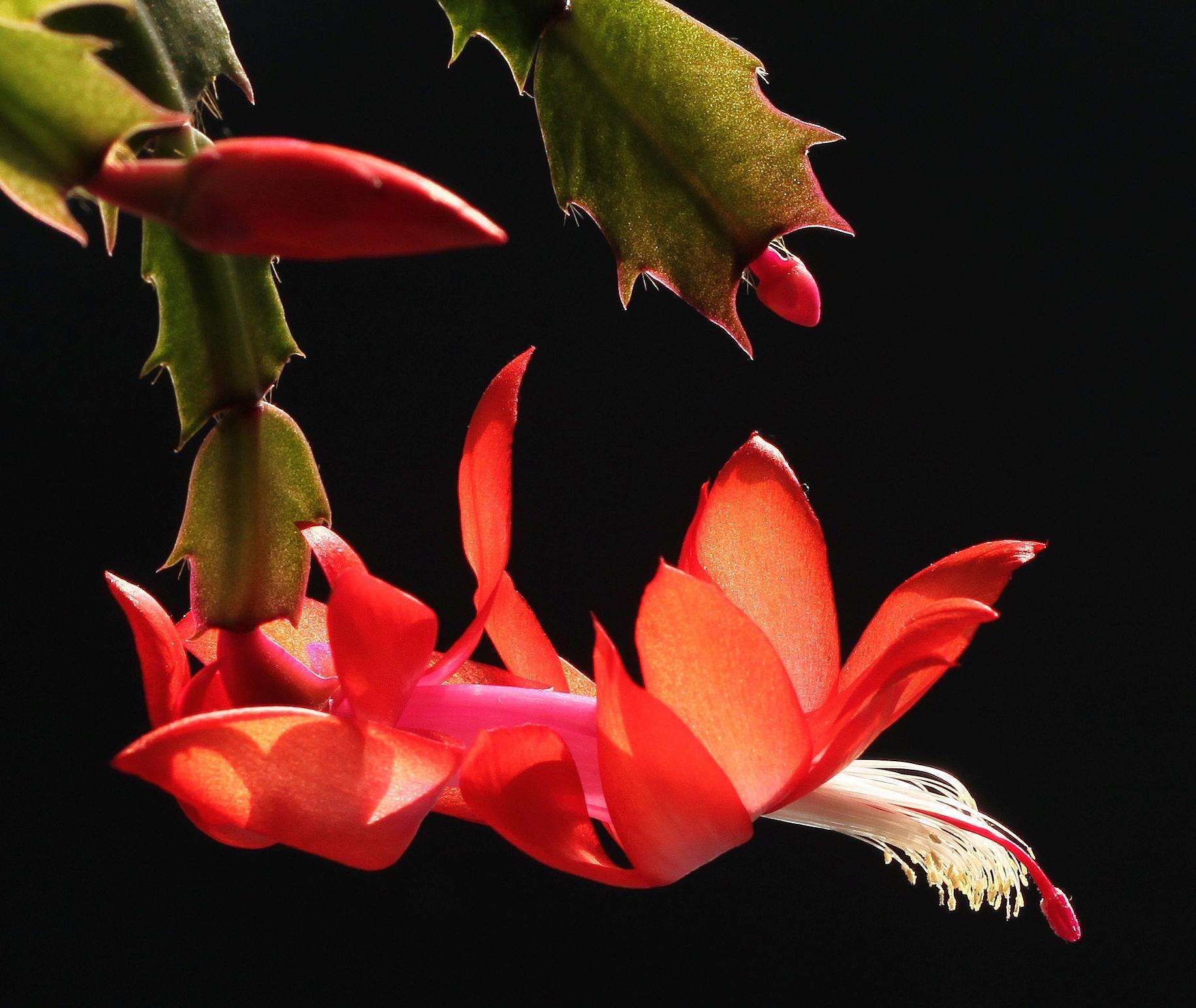 蟹爪兰其实是“酒鬼”,隔三差五喝点酒,叶子绿油油,花苞蹭蹭冒