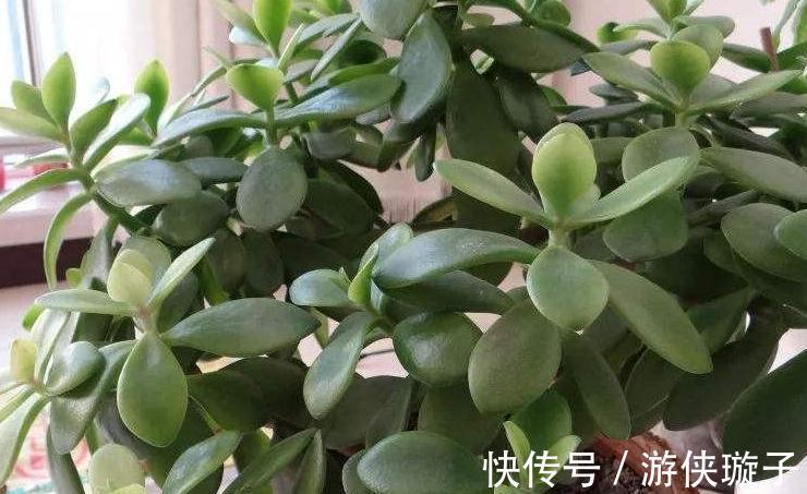 3种花冻伤不要扔,教你此样做,快速恢复生机,很有观赏性