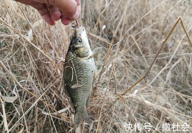 渔具店销量火爆的“三色米”,其实做法很简单,你上你也行