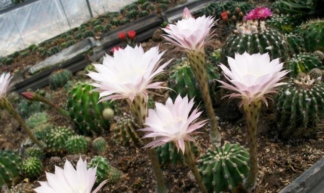 35度高温多肉要休眠这样养护，避开徒长，叶子厚实又肥美