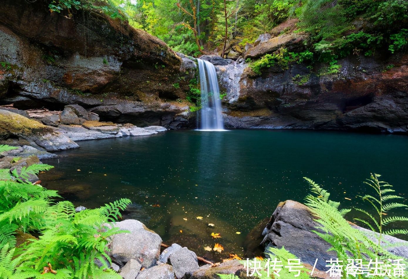 桂花&王维意境很美的一首诗,短短二十字,美到了心坎里