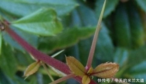 农民|农村的野草全是刺,农民看到就砍,现在变成稀罕货,人称豪猪刺