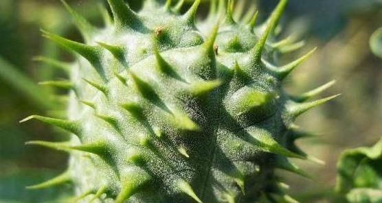 农村常见的这种野草,原来就是曼陀罗,看过知道竟还有这4大功效