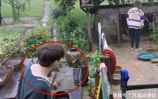 黄老师|张艺兴成第二个鹿晗?为满足杨紫主动去鸡窝拿蛋,家长带头磕cp