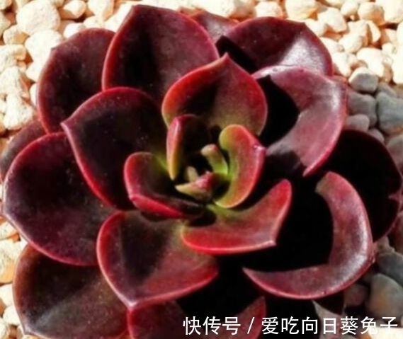 养多肉别忘了巧克力方砖