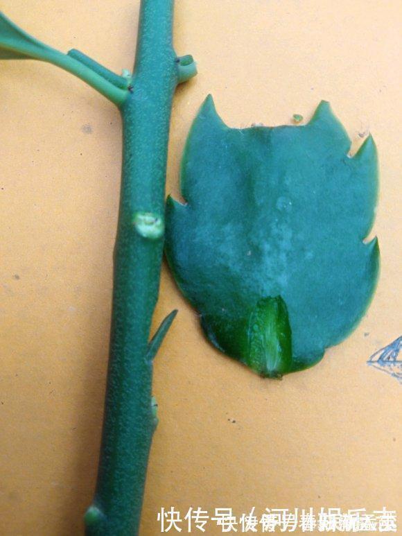 路上遇这“三种花”马上挖回家,遇水易疯长,古代大户人家最爱养