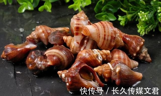 尾部|海螺的尾部到底是螺黄还是螺屎呢？很多人没弄明白，别再分不清