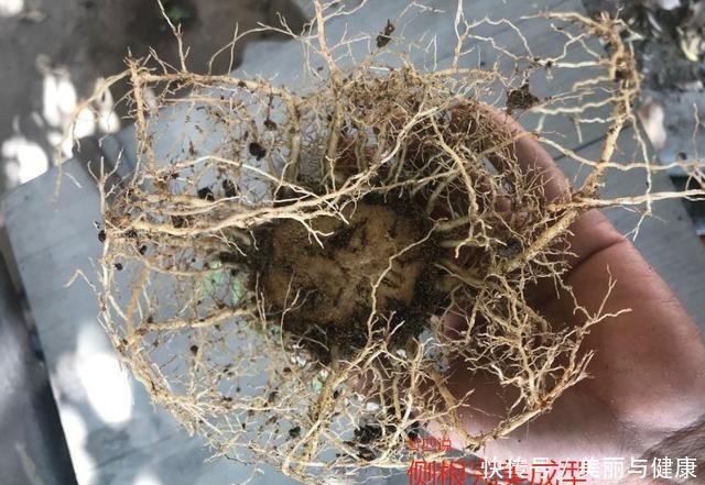 沙漠玫瑰“八爪根”完整教程,自己在家就能做,2年后价值翻几倍!