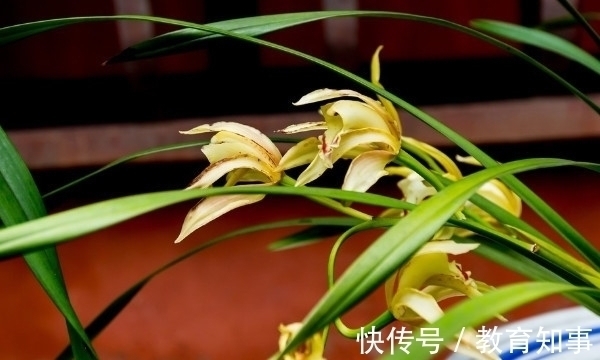 中国十大名花,代表着中国的精神文化内蕴,你都了解吗