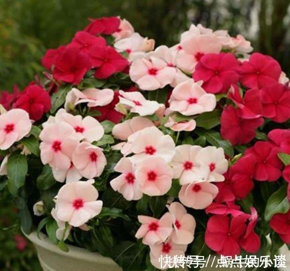 四季海棠四季海棠|4种花美的出奇，不仅花好看，名字也好听，好养漂亮！
