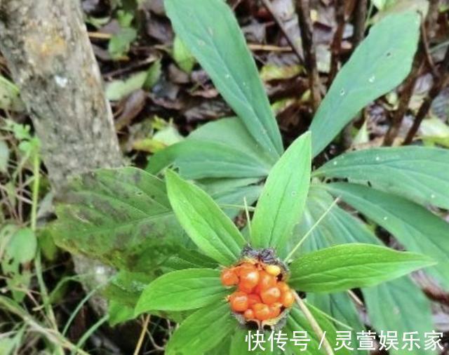 花友们|“珍贵”的1种野草，在竹林里“不显眼”，殊不知，280元1斤