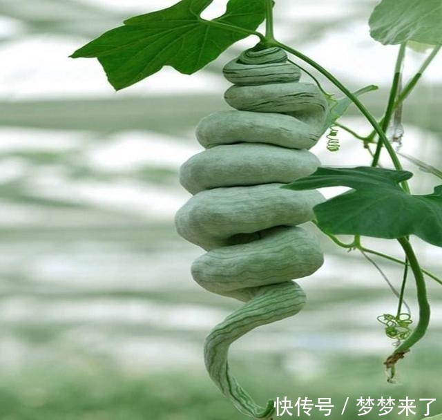 特效药|它是治疗黄疸“特效药”，农村很常见，若有需要，抓紧收藏！