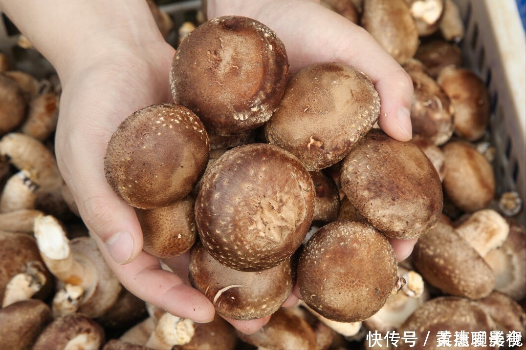 香菇|买香菇,挑大的还是小的?老菜农:牢记“3买4不买”,谁也不敢忽悠你