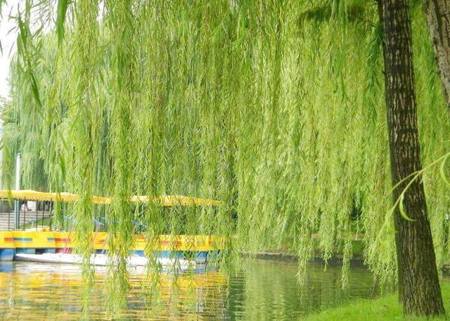 在家制作“催花液”，每个月用一点，花苞枝条猛窜，真耐看！