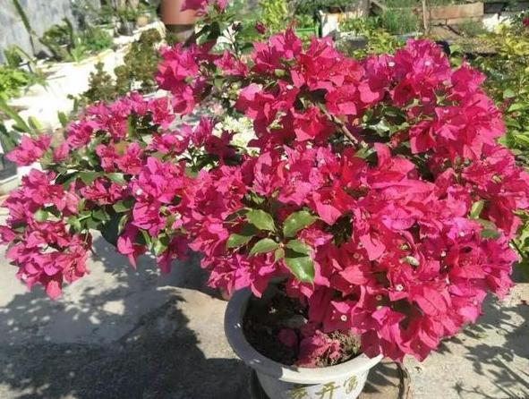 南方栽花赏花当首选三角梅，盆栽催花，用上3技巧轻松搞定