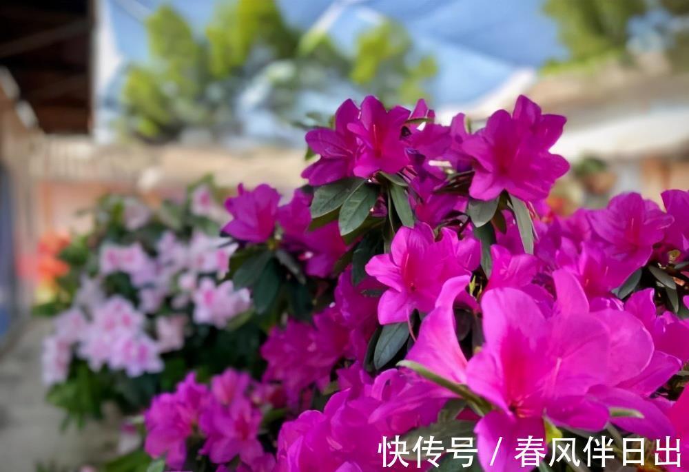夏天|院子里养四种花，夏天冬天都不怕，花大艳丽，好看又顽强