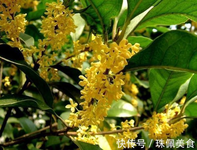 回事|种了3年的桂花都没有开花,是怎么回事?