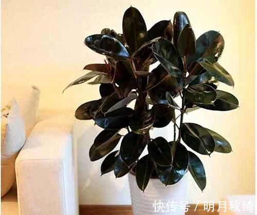 松针|养花还烂根吗?3种东西随便撒一把,根不烂,长的粗,开花刹不住