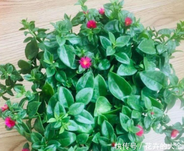 家里阳台必养此款花卉，旺财又旺宅，越过越好！