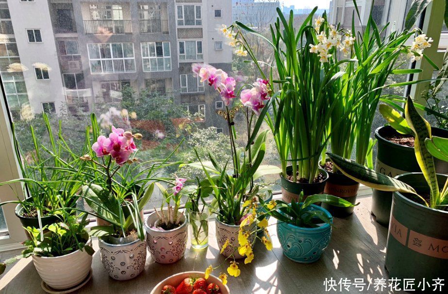 改善|家庭养花“5大忌”，想养好花，要根据植物合理改善才行