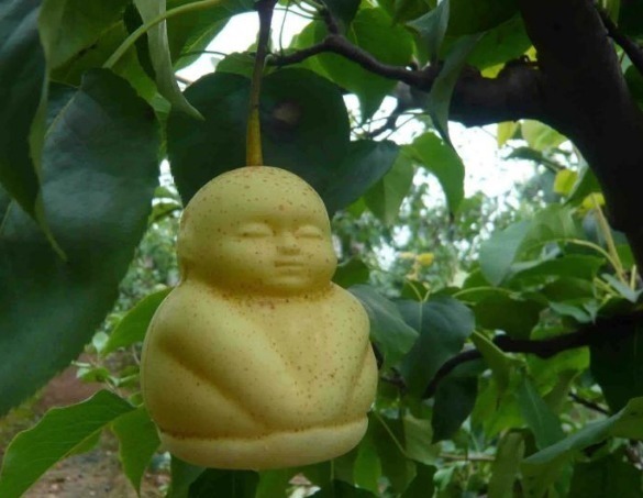 吴承恩&为何西游记中的“人参果”,放在超市水果店里,几乎没有人买