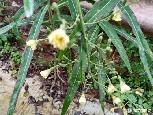 野菜|年轻人路边薅1把“网红野菜”回家,老人:这不就是当年的猪草吗