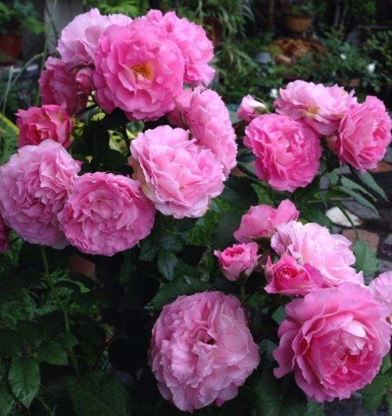 养月季也要用“套路”，学成之后，花苞直冒，1年开花四五次