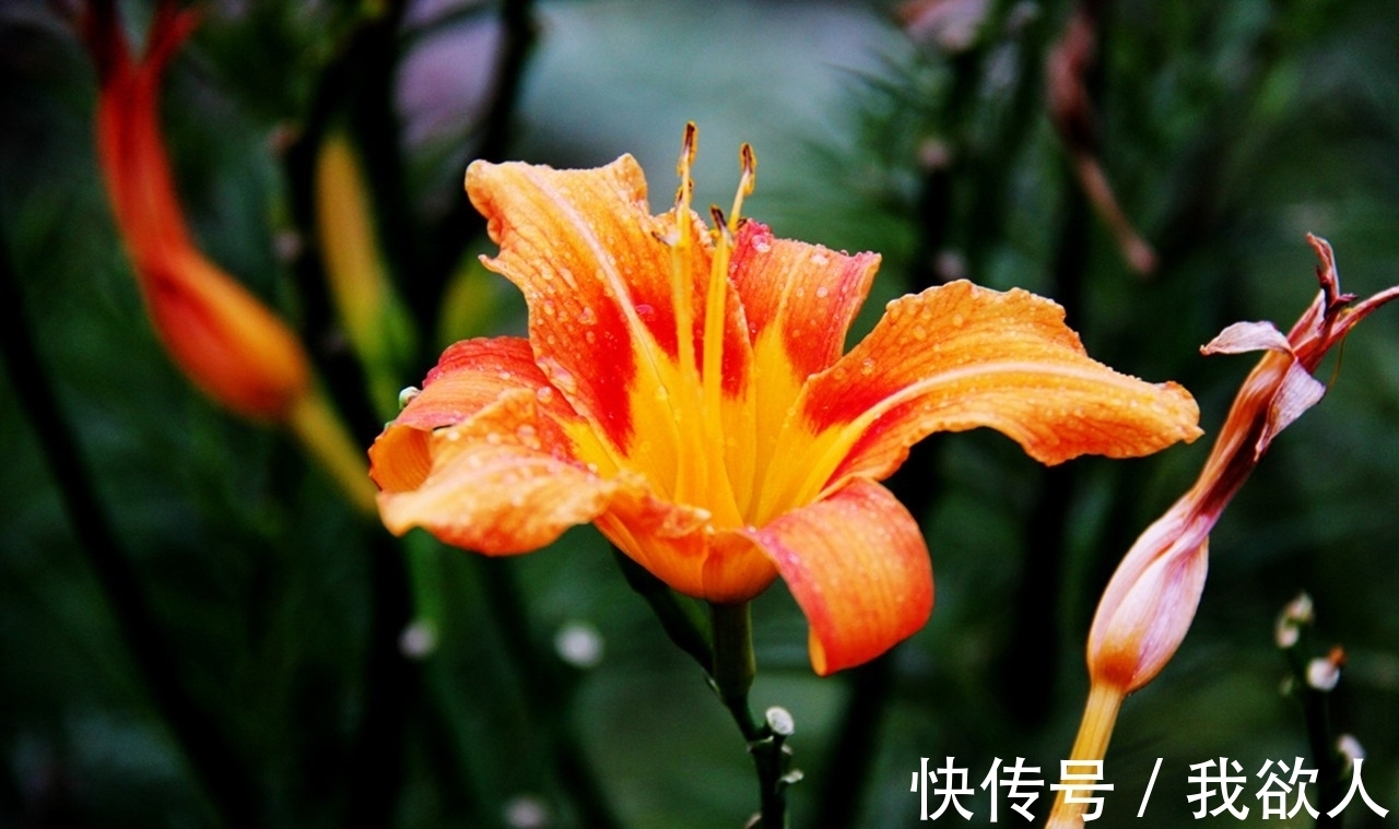 三角梅未开花,入春不妨“虐”着养,“撒欢长”清新怡人小半年