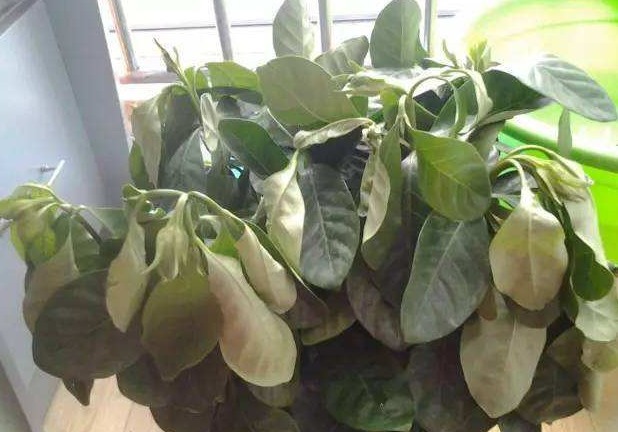 正确|养花不活,其实是“1个步骤”没做好,若会正确方法,养啥都爆盆