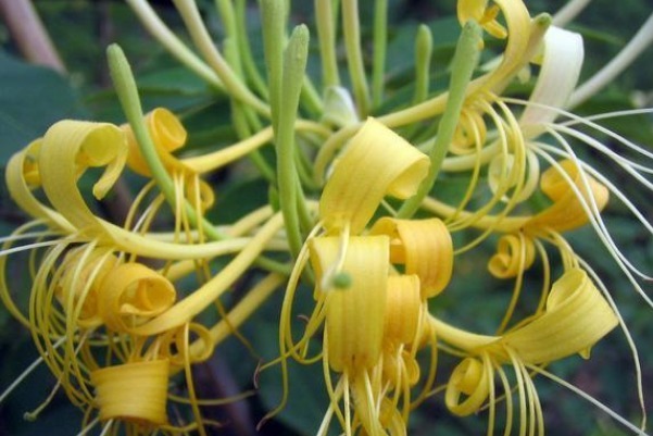 热毒疮痈|金银花除了清热解毒,还有多种好处,故有“药铺小神仙”的美称!