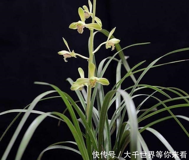 养护春蕙兰,这几点做不到,小心消苞