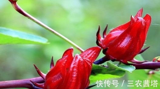 栽培|洛神花怎么养开花多?教你几个小妙招,花开美丽长势旺,美极了!