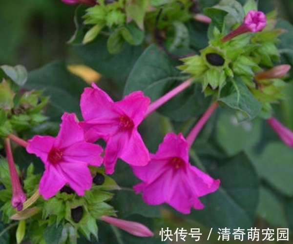 好处|农村常见紫茉莉,除了是“驱蚊高手”,居然还有这么多好处!