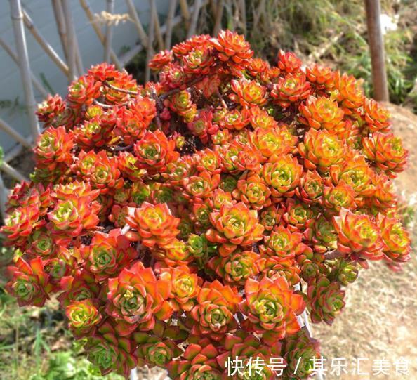 生长期|3种人见人爱的红色多肉,最后一种能养好都是大神,你养过几种?