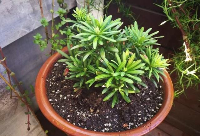 家里养这4种植物,旺财镇宅,净化空气又好看,养一盆特别值