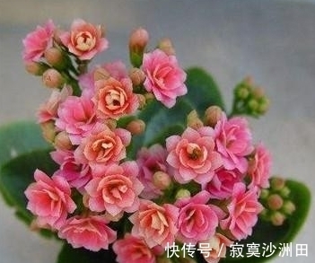 养花的时候应该怎样使用磷酸二氢钾?