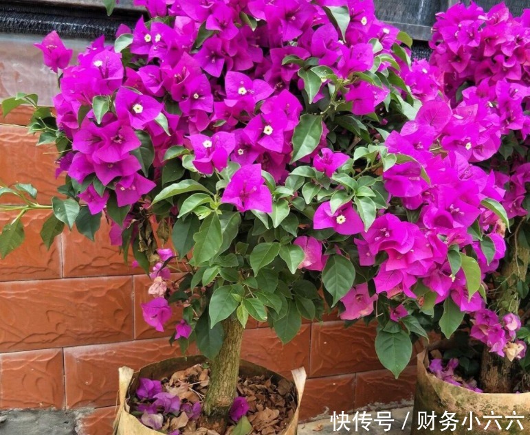 花叶|养花，戒掉这些坏习惯，养啥花都简单，爆盆不成问题