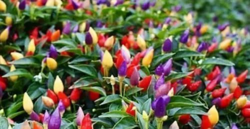 会吃的人最健康,3种食物不可少,排毒养颜,身体棒棒哒!