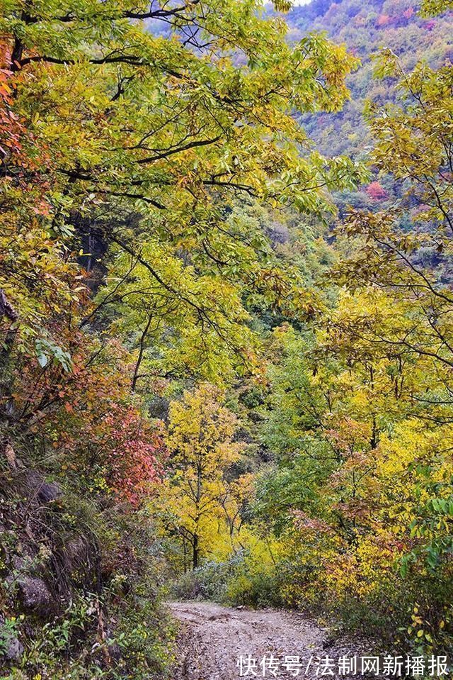 万山红遍|汉中略阳的秋天