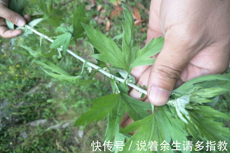 香气|这野草农村几乎随处见,它天生带一股“香气”,能吃还是天然药材