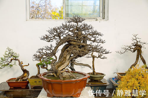 树种|盆景各式各样，叫法各有不同，基础的13种式样，你见过几种